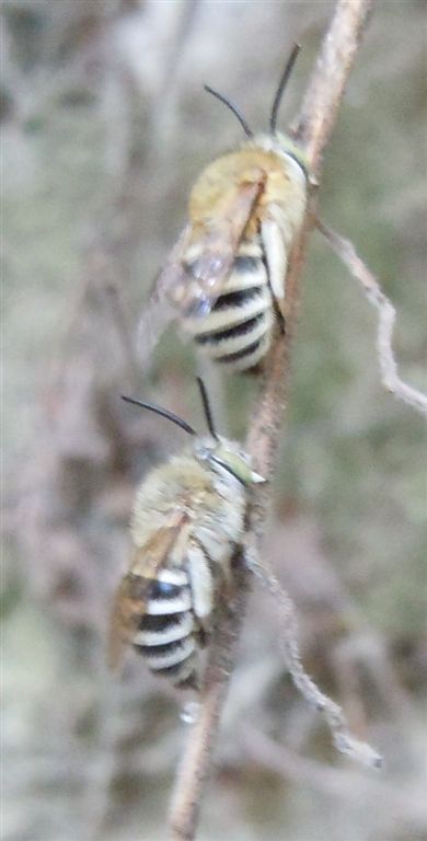 Amegilla sp. (Apidae Anthophorinae)
